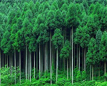 Kitayamasugi, Kitamaya Japanese Cedar, Kyoto