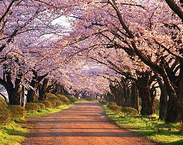 Cherry Trees At Tenshochi, Iwate Prefecture