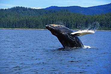 Humpback Whale