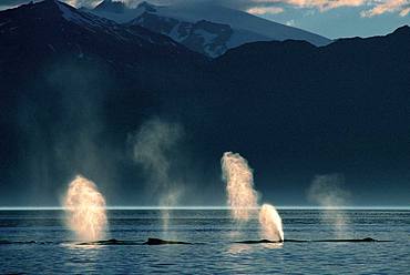 Humpback Whale
