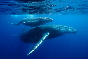 Humpback Whale