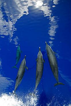 Pantropical Spotted Dolphin