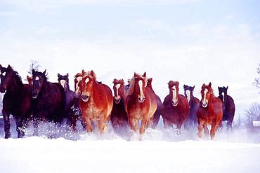 Movement, Hokkaido Horse, In Snow, Hokkaido