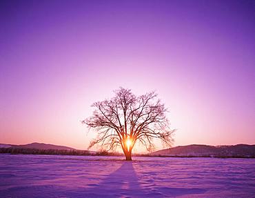 Japanese Elm, Hokkaido