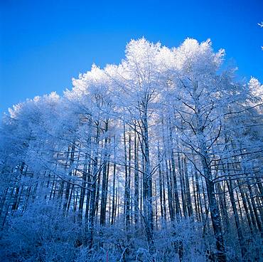 Silver Frost, Larch, Wood, Niigata Prefecture