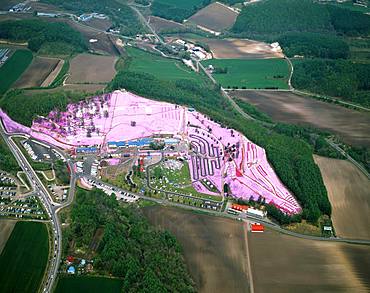 Shibazsakura Park, Hokkaido