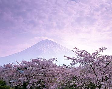 Taiseki-Ji, Shizuoka Prefecture