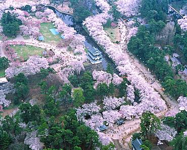 Hirosaki Park Cherry Tree, Aomori Prefecture