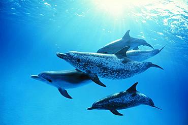 Atlantic Spotted Dolphin