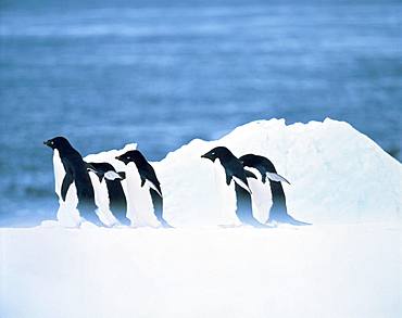 Adelie Penguin, South Pole