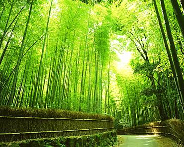 Sagano, Kyoto