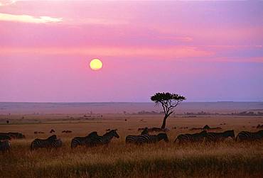 Massai Mara, Kenya