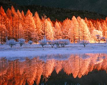 Odashiroga Field, Tochigi Prefecture