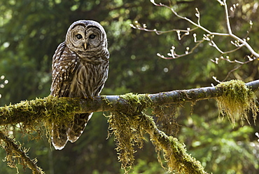 Barred Owl, Olympic National Park, Washington, USAOlympic National Park, Washington, USA