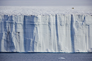 A polar bear,Ursus maritimus, striding across the ice, Svalbard, Norway