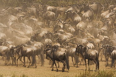 Wildebeests, Kenya, Kenya