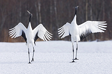 Japanese cranes upright, spreading their wings and preening on a frozen lake in Hokkaido, Japan, Hokkaido, Japan