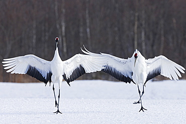 Japanese cranes upright, spreading their wings and preening on a frozen lake in Hokkaido, Japan, Hokkaido, Japan