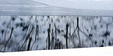 Trees reflect in the icy water of Lake Kawakguchi, Japan, Lake Kawakguchi, Japan