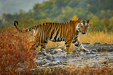 Tiger, Bandhavgarh National Park, Madhya Pradesh, India, Bandhavgarh National Park, Madhya Pradesh, India