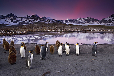 King Penguins, Aptenodytes patagonicus, in groups on the beach at dusk on South Georgia Island, South Georgia Island, Falkland Islands, 