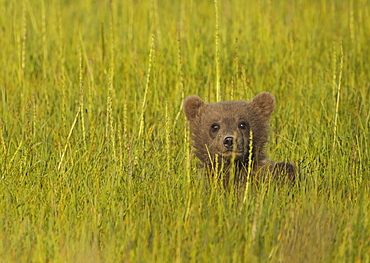 Brown bear cub, Lake Clark National Park, Alaska, USALake Clark National Park, Alaska, USA