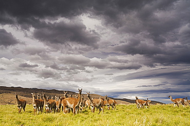 Guanacos, Lama guanicoe, grazing in the grasslands of the Torres del Paine National Park, ChileTorres del Paine national park, Chile