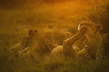 Lions resting and playing in the evening sun in Chobe National Park, Botswana, Chobe National Park, Botswana