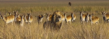 African lion and lechwe, Duba Plains, Botswana, Chobe National Park, Botswana