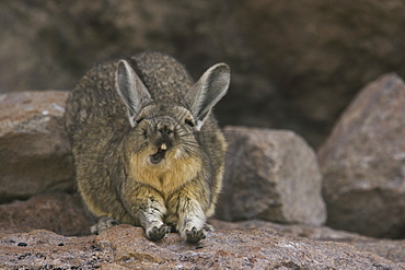 A mountain viscacha yawns as he stretches his front legs on the Salar de Uyuni, Salar de Uyuni, Bolivia