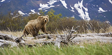 Brown bear, Katmai National Park, Alaska, USAKatmai National Park, Alaska, USA