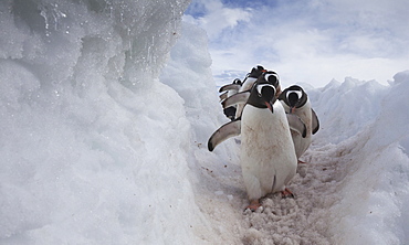 Gentoo penguins using a well worn pathway through the snow, to reach the sea. Antarctica, Antarctica