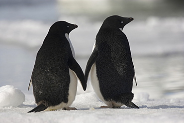 Adelie penguins standing side by side toucing flippers on Paulet Island, Antarctica, Paulet Island, Antarctica