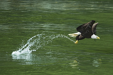 Bald Eagle, Glacier Bay National Park, Alaska, Glacier Bay National Park, Alaska, USA