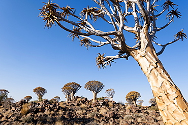 A quiver tree forest near Keetmanshoop, Namibia