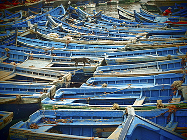 Blue wooden fishing boats moored close together in the harbour of Essaouira, Morocco