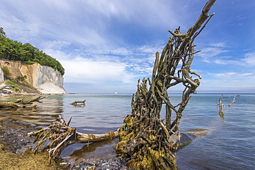 A view of the chalk cliffs at the Jasmund National Park on RÃ¼gen