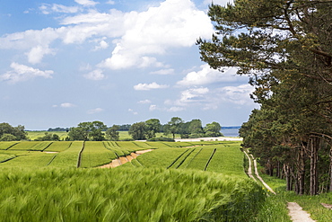 A path leading through a field to the Gelbe Ufer on the peninsula of Zudar, RÃ¼gen