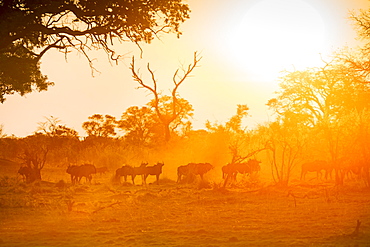 A herd of gnu in the evening at sunset, Bwabwata National Park, Namibia