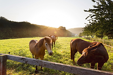 A horse paddock on the Wehrendorf mountain road near Bad Essen