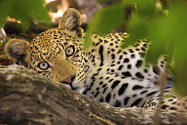 A leopard in the wild, Okavango Delta, Botswana