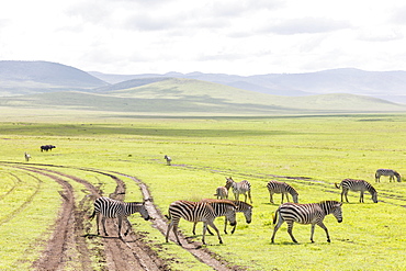 Zebras in the Ngorongoro crater in the Serengeti, Tanzania, Africa