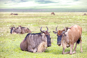 Gnus in the Ngorongoro crater in the Serengeti, Tanzania, Africa