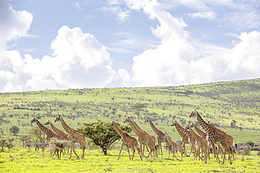 Giraffes in the Ngorongoro crater in the Serengeti, Tanzania, Africa