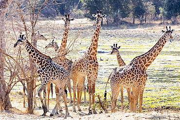 Giraffes in the wild, Zambia, Africa