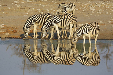 Zebras at a watering hole, Africa