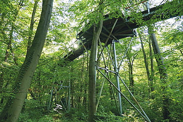 The treetop walkway in the Hainich National Park through the beech tree in Thuringia, Germany