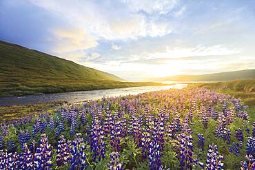 Flowering Alaska lupines near Heydalur, northern Westfjords, Iceland, Europe