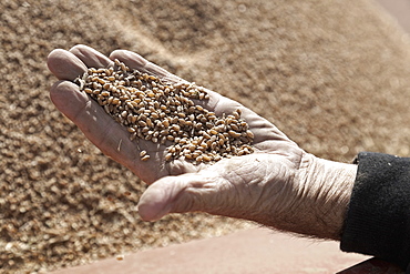 Close-up of man's hand holding wheat grains, Saskatchewan, Canada