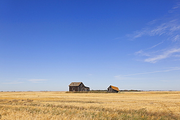 View of abandoned houses in cornfield on Highway 15, Saskatchewan, Canada